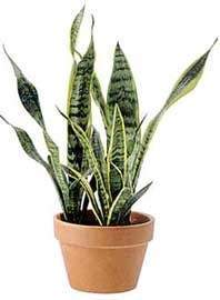 Sansevieria